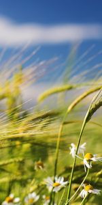 Plants,Wheat