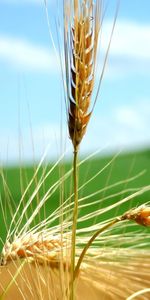 Plants,Wheat