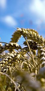 Plants,Wheat