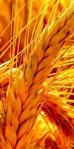 Plants,Wheat