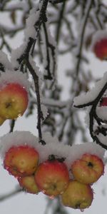 Plants,Winter,Apples,Snow,Fruits