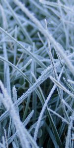 Plants,Winter,Grass,Background