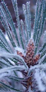 Invierno,Abetos,Plantas,Aguja