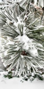 Plants,Winter,Needle,Pine,Snow,Landscape