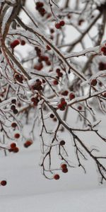 Plants,Winter,Trees