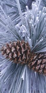 Plants,Winter,Trees,Cones,Pine