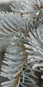 Plants,Winter,Trees,Fir Trees,Snow