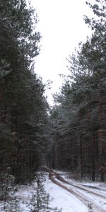 Plants,Winter,Trees,Roads,Landscape,Snow