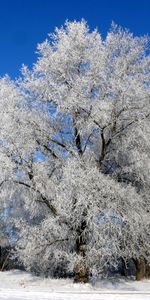 Plants,Winter,Trees,Snow