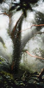 Plants,Wood,Tree,Sunlight,Nature,Jungle