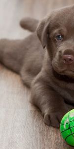 Playful,Puppy,Labrador,Ball,Animals