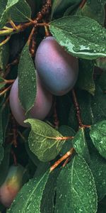 Plum,Nature,Drops,Wet,Leaves,Fruit