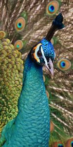 Plumage,Animals,Bird,Peacock