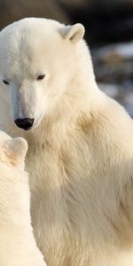 Animales,Osos Blancos,Comunicación,Osos Polares