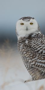 Oiseau,Chouette Polaire,Hibou,Animaux,Chouette,Prédateur,Neige