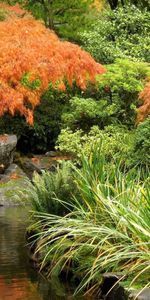 Pond,Bridge,Trees,Autumn,Nature