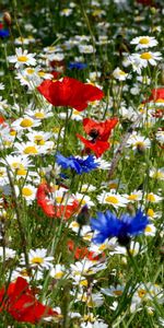 Poppies,Blue Cornflowers,Ears,Glade,Spikes,Flowers,Summer,Polyana,Camomile