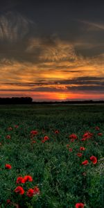 Amapolas,Puesta Del Sol,Campo,Naturaleza,Paisaje