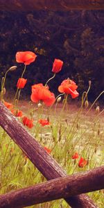 Poppies,Flowering,Wild,Flowers,Bloom