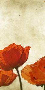 Poppies,Flowers,Background