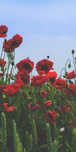 Florecer,Campo,Floración,Flores,Amapolas