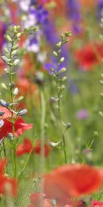 Campo,Flores,Amapolas,Planta