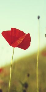 Poppies,Flowers,Plants