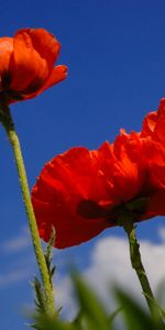 Flores,Plantas,Amapolas