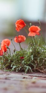 Flores,Plantas,Amapolas