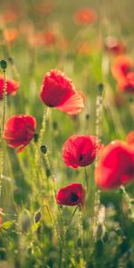 Poppies,Flowers,Summer,Blur,Smooth,Field,Sunny