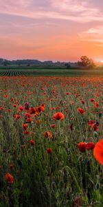 Poppies,Horizon,Sunset,Flowering,Field,Nature,Bloom