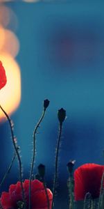 Poppies,Macro,Shadow,Flowers,Dark