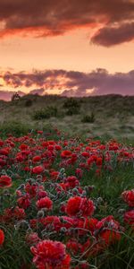 Puesta Del Sol,Campo,Naturaleza,Flores,Amapolas