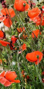 Poppies,Plants,Flowers