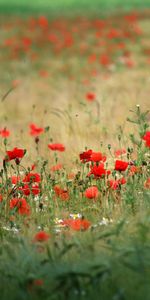 Poppies,Plants,Flowers