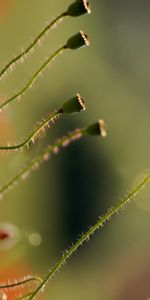 Plantas,Flores,Amapolas