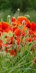 Poppies,Summer,Field,Blur,Smooth,Flowers,Greens