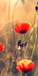 Domaine,Acuité,Champ,Fleurs,Été,Coquelicots