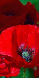 Coquelicots,Coquelicot,Pavot,Fleur,Fleurs,Floraison