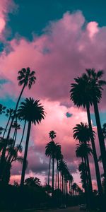 Porous,Clouds,Palms,Tropics,Sunset,Sky,Nature