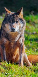 Predator,Animal,Animals,Wildlife,Wolf