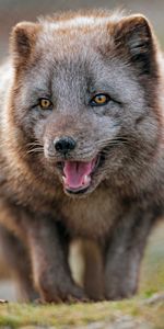 Predator,Animal,Tongue Stuck Out,Protruding Tongue,Arctic Fox,Animals