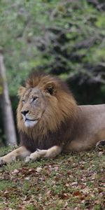 Gros Chat,Crinière,Animaux,Prédateur,Un Lion,Fauve,Lion