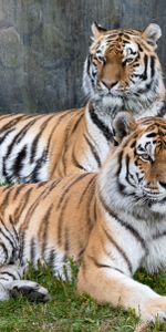 Tigres,Animaux,Gros Chat,Prédateur,Fauve,Tigre