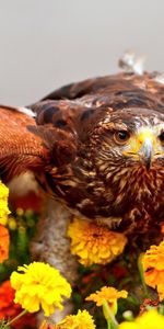 Predator,Animals,Flowers,Bird,Wings,Eagle