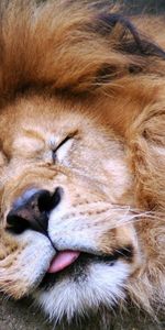 Animaux,Museau,Muselière,Rêve,Langue,Gros Chat,Dormir,Crinière,Prédateur,Un Lion,Fauve,Lion