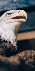 Le Bec,Bec,Pygargue À Tête Blanche,Animaux,Oiseau,Prédateur,Aigle À Tête Blanche,Aigle