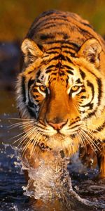 Animales,Agua,Rociar,Depredador,Gato Grande,Tigre