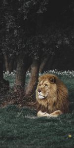 Animaux,Gros Chat,Faune,Prédateur,Fauve,Crinière,Un Lion,Lion