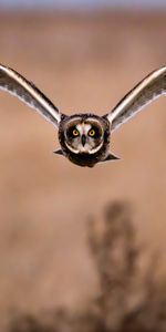 Predator,Bird,Flight,Wings,Animals,Owl